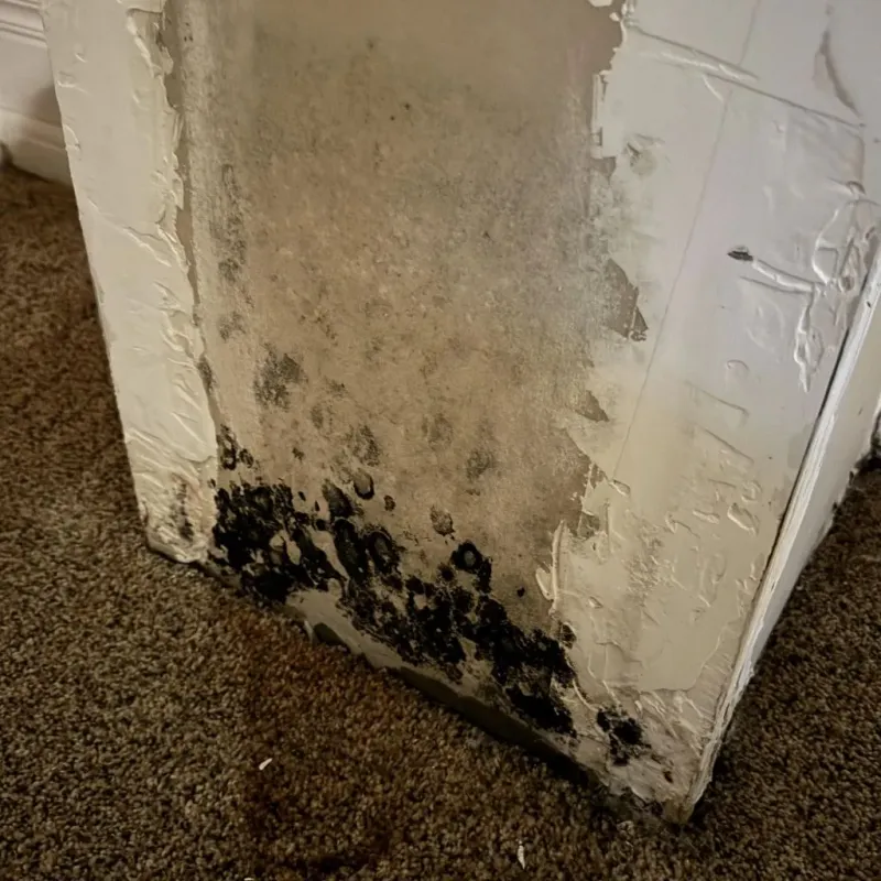 Professional Mold Removal in Holland, OH
